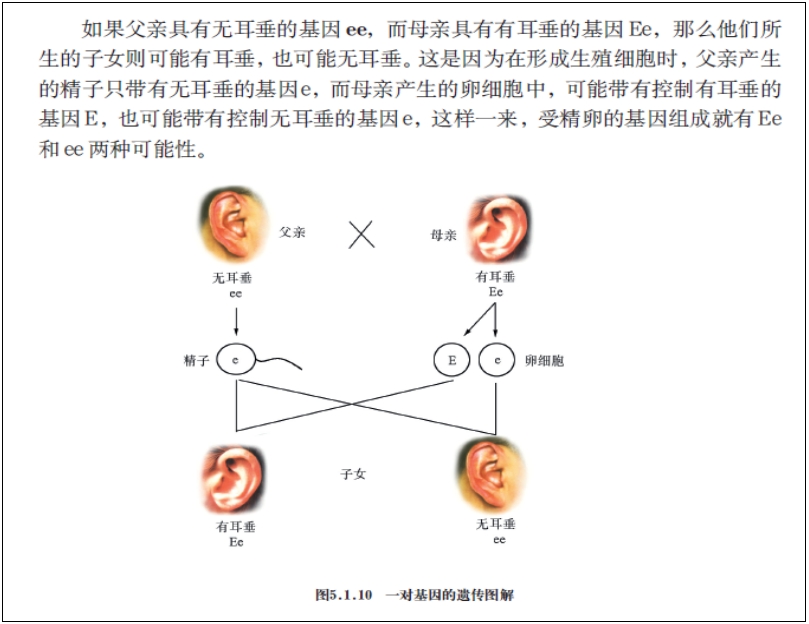 遺傳是有規(guī)律的